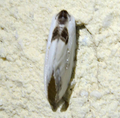 Cilix asiatica