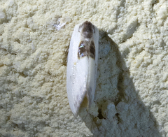 Cilix asiatica