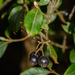 Velvet Myrtle - Photo (c) Craig Robbins, some rights reserved (CC BY-NC), uploaded by Craig Robbins