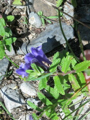 Scutellaria strigillosa