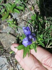 Scutellaria strigillosa