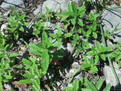 Scutellaria strigillosa