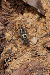 Neoclytus conjunctus