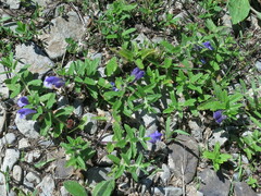 Scutellaria strigillosa