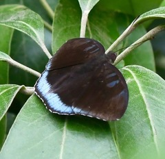Tanaecia whiteheadi