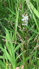Platanthera dilatata