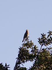 Haemorhous mexicanus
