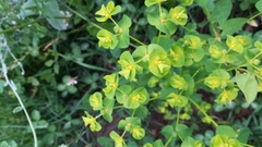 Euphorbia esula