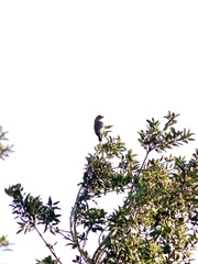 Haemorhous mexicanus