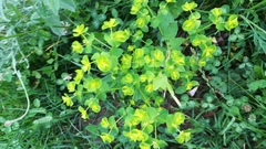 Euphorbia esula