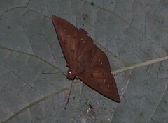 Dyscophellus ramon