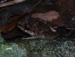 Craugastor aurilegulus