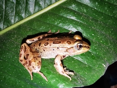 Lithobates taylori