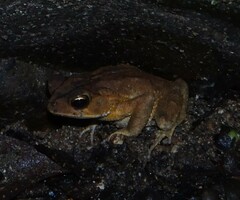 Incilius leucomyos