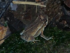 Incilius leucomyos
