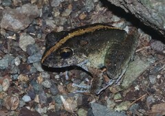 Craugastor aurilegulus