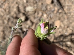 Cordylanthus eremicus