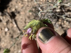 Cordylanthus eremicus