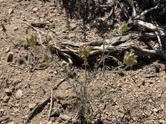 Cordylanthus eremicus