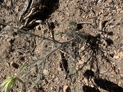 Cordylanthus eremicus