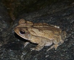 Incilius leucomyos