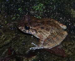 Craugastor aurilegulus