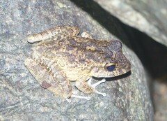 Craugastor aurilegulus