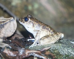 Craugastor aurilegulus