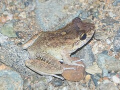 Craugastor aurilegulus