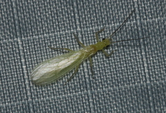 Alloperlini