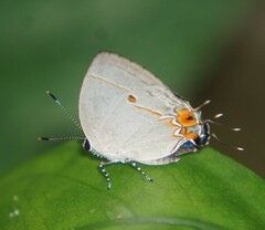 Iaspis andersoni