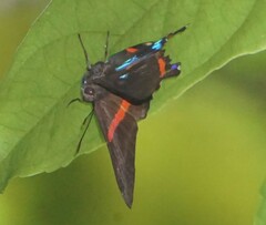 Ancyluris jurgensenii