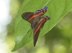 Ancyluris jurgensenii