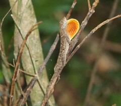 Anolis wilsoni