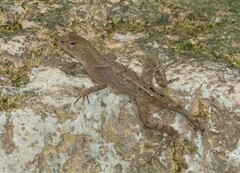 Anolis wilsoni