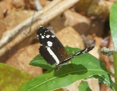 Castilia griseobasalis