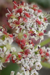 Glehnia littoralis