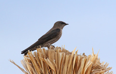 Phedina borbonica