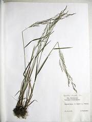 Agrostis clavata