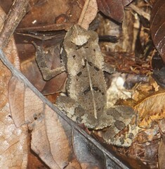 Incilius leucomyos