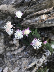 Thalictrum rubescens