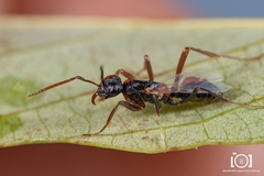 Polyergus longicornis