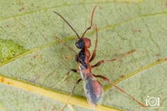 Polyergus longicornis