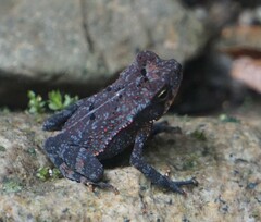 Incilius leucomyos
