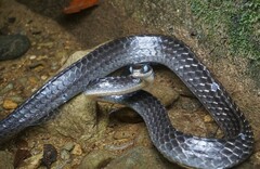 Chironius grandisquamis