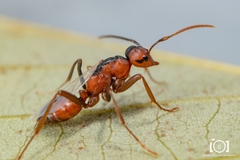 Polyergus longicornis