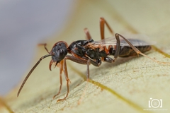 Polyergus longicornis