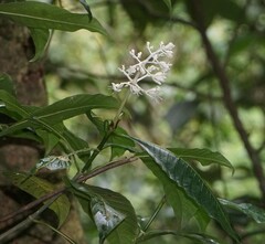 Palicourea violacea