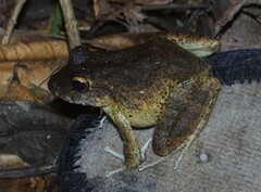 Craugastor aurilegulus