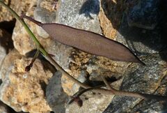 Ricotia cretica